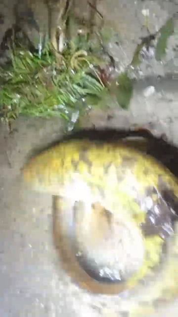 Налимчик #рыбалка #спиннинг #fishing #fish #донка #lake #налим смотреть онлайн