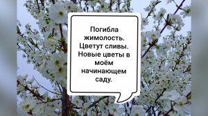 Погибла жимолость. Цветут сливы. Новые цветы в моём начинающем саду.