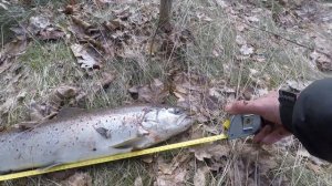 ЛОВЛЯ КУМЖИ в МАЛОЙ РЕКЕ - НОРМУ ВЗЯЛ