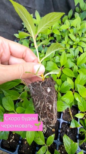 Все видео на канале ЛЕНА РОЗМАРИН #гортензии #черенков смотреть онлайн