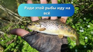 #95 Снова ловлю форель. Не ожидал такой рыбалки
