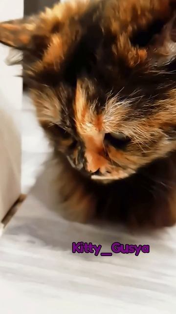 6❤️Шанс есть всегда 🌹❤️🔥 Кошечка Гуся 💔Kitty_Gusya ? смотреть онлайн