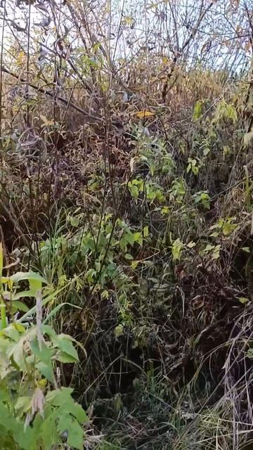 ОТКУДА СТОЛЬКО МЕТАЛЛОЛОМА В РЕКЕ? смотреть онлайн