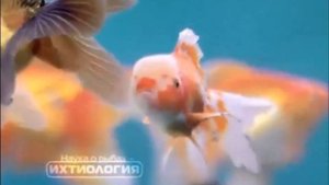 Смена логотипа телеканала (Бибигон 01.07.2014)