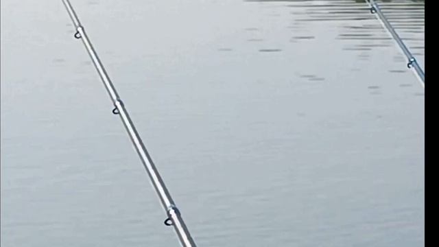 Фидерный разрыв. Активный клев судака и леща на фидер. смотреть онлайн