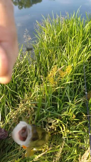 РЫБАЛКА на ПОПЛАВОЧНУЮ удочку 🐟 🎣 РЕКА ЗУША 🐟🌊🐟? смотреть онлайн