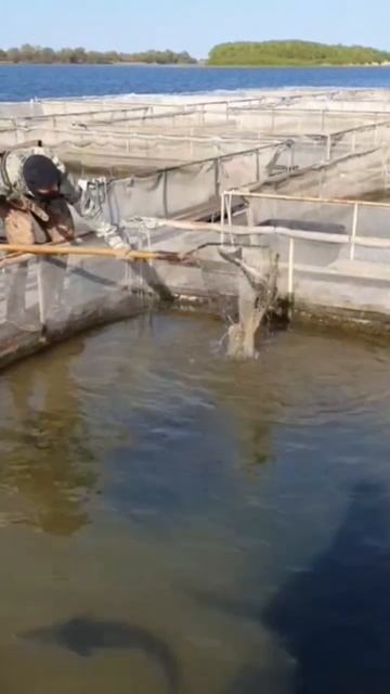 РЫБАЛКА! Охочусь на крупную рыбу! #shorts #short #shortvideo #fishing ? смотреть онлайн