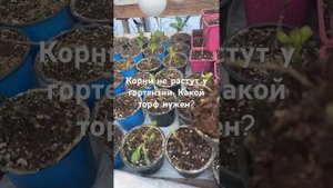 Миф о торфе для гортензии.