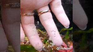 Сбор икры со стенок аквариума