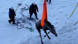 Моряки атомного ледокола "Якутия" помогли застрявшей во льдах лосихе