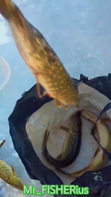 УЛОВ😎💪🏻 #зимняярыбалка #щука #fishing #зимоварибалка #ж смотреть онлайн
