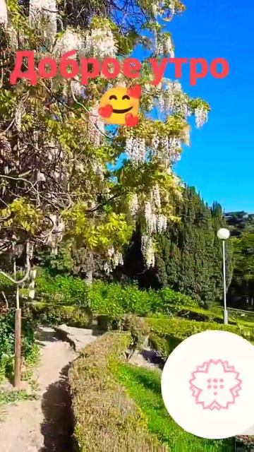 Глициния цветет! #настоящаяженщина #дуэт #волшебствож? смотреть онлайн