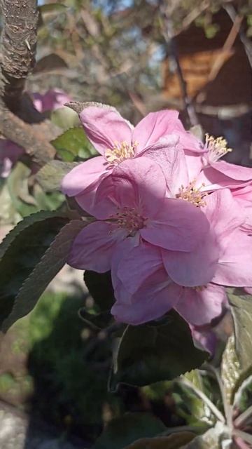 Не помнючто за сорт.shortvideo рыбалка авто сад