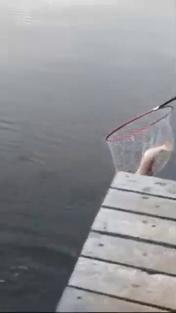 Красотка моя ❤️ уж больно рыба красивая 😍