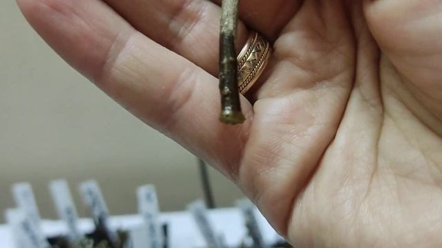 Укореняю деревянный черенок гортензии. Эксперимент смотреть онлайн