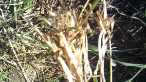 Прополка и рекомендация для её ускорения