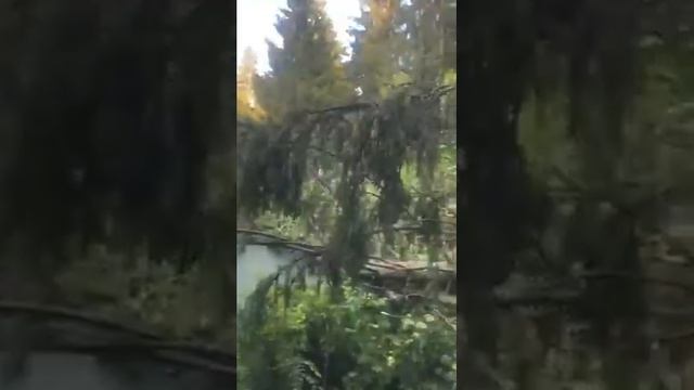 Упавшее дерево на машину.