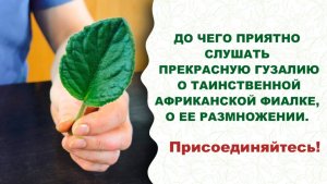 Вы видели, как появляются детки у нежной фиалки? Мастер-класс показывает прекрасная Гузалия