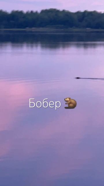 🦫 Бобер  плывет #россия #санктпетербург #ленобласть #к