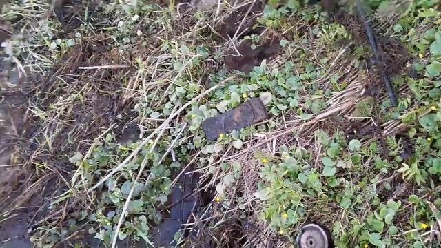 Сру в кустах, они шевелятся. Туда не заходи. Обосрался ?