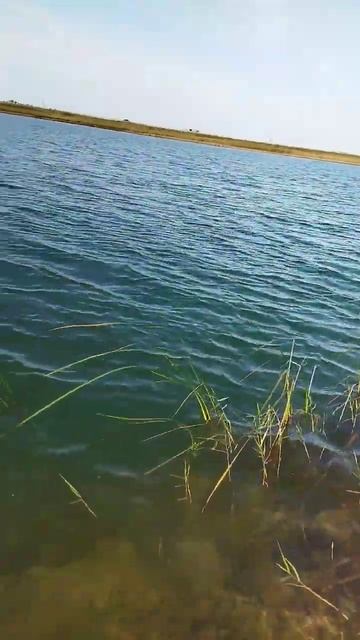 вопрос? как рыба называется? #carpfishing #врекомендации #fishi смотреть онлайн