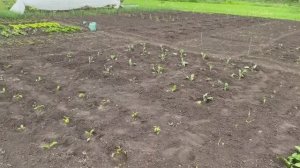 Живём на глухом хуторе. Разметили место под веранду, работаем в огороде.