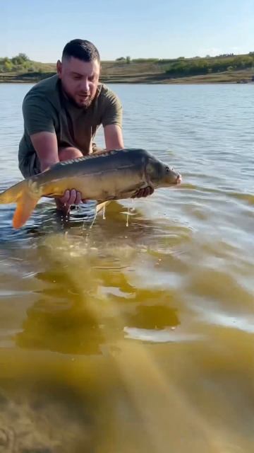 Красивый КАРП #рыбалка #карп #рыба #сазан #белыйамур #ка смотреть онлайн