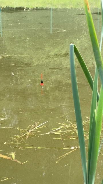 Поклевка карася на красного опарыша #дача #fishing #прудна смотреть онлайн