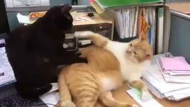 Самые прикольные кошки свежая подборка! смотреть онлайн