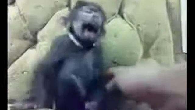 Прикольная обезьяна :-D смотреть онлайн