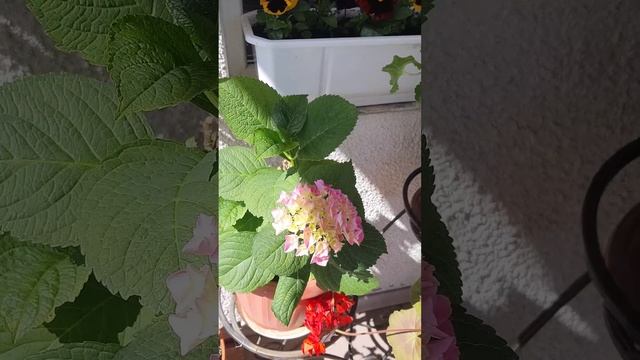 Комнатные растения на улицу  дача сад цветы