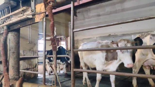 Экоферма «Туймаада». Видеосюжет 5