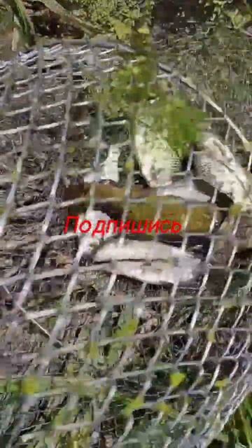 ловля на донку и на поплавочную удочку смотреть онлайн