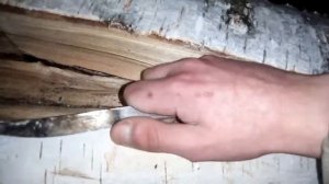 Как убирать бересту от берёзы?