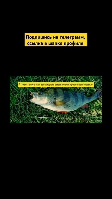 2 часть факты о окуне👍 #рекомендации #популярное #росс смотреть онлайн