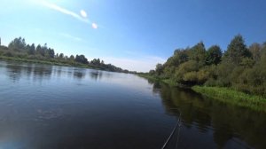 Жерех реки Березина