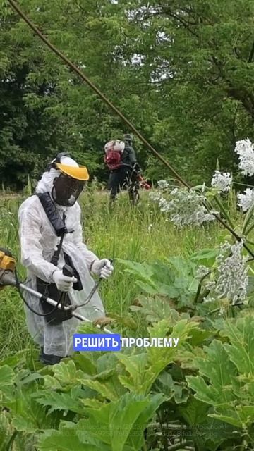 А вы знали, что батарейки можно делать из крабов, борще смотреть онлайн