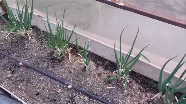 Первый урожай в теплице! смотреть онлайн