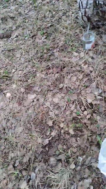 ✔Самая удачная🥤 берёза🌳 ✔ #deeprussia #деревня #весна смотреть онлайн