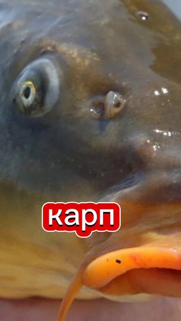 #жиза #tiktokvideo #fishing смотреть онлайн