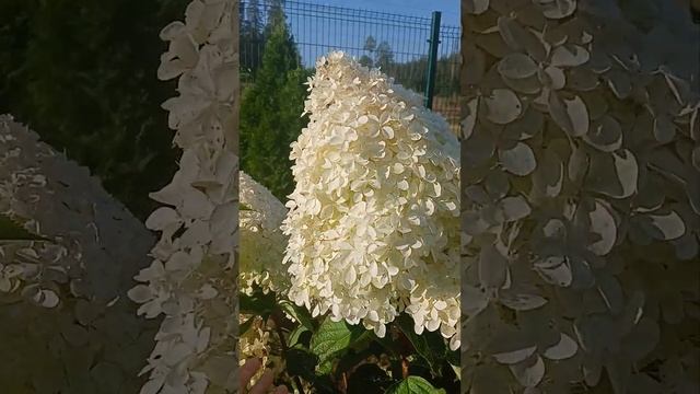 гортензия Фантом !! Сентябрь смотреть онлайн