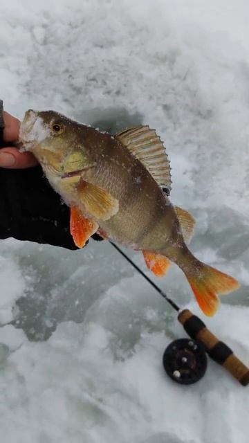 продолжаем ледовые истории😁 #блог #зима #рыбалка #оку? смотреть онлайн