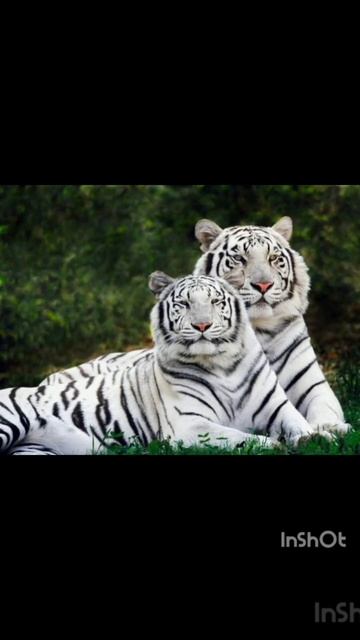 Красная книга #красноякнига #животные смотреть онлайн