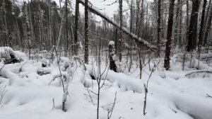 Охота на лося скрадом. Путь к солонцам. Лосиная семья.