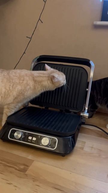 Коты моют гриль после стейка смотреть онлайн