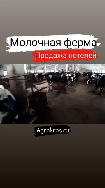 Молочная товарная ферма КРС. Продажа молочных пород п? смотреть онлайн