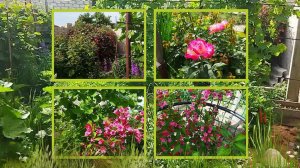 НАШ САД ВЕСНА 2025