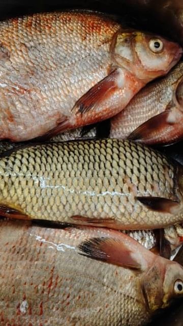 Все рыбы за этот месяц #рыбалка #подпишись смотреть онлайн