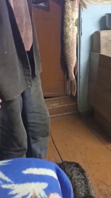 кошка ловит щуку смотреть онлайн