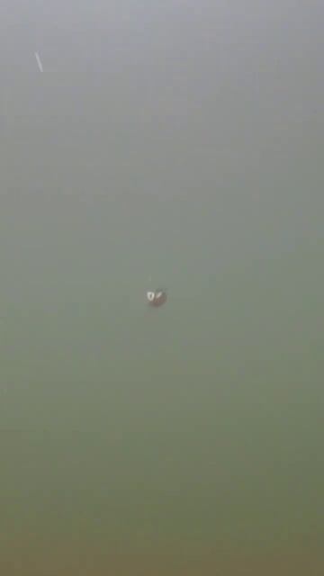 подводная съемка игры воблера zipbaits rigge 56sp из топ 5 по го смотреть онлайн